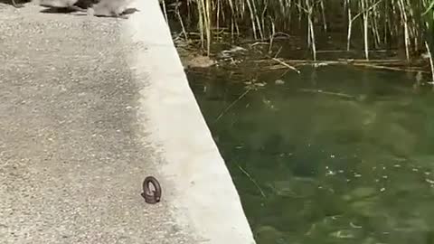 Adorable Cygnets Learn To Swim