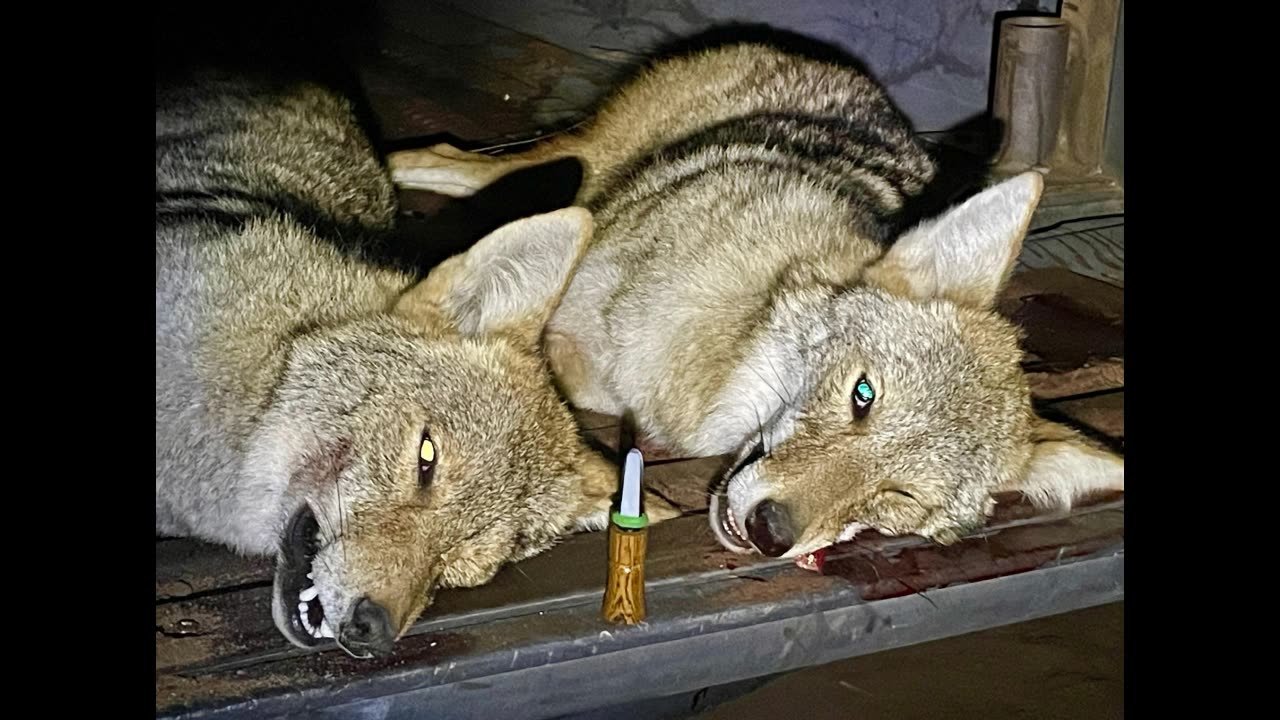 Late October Coyotes