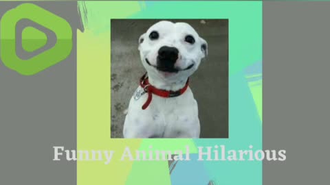 try not to laugh challenge-Funny Cat & Dog Vines ex de