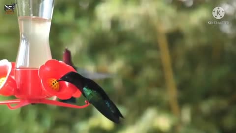 beautiful hummingbirds