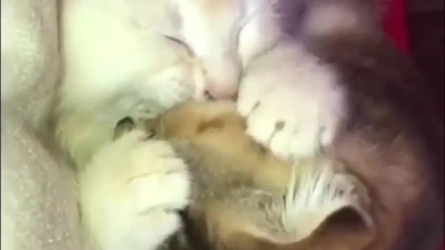 cats.videoss This is lovely 🥰
