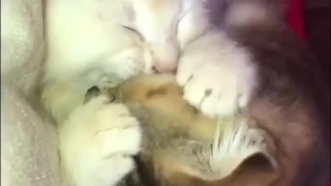 cats.videoss This is lovely 🥰