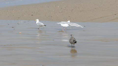 Seagulls Bird eat