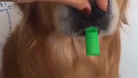 Golden Retriever | Best Funny Dogs videos