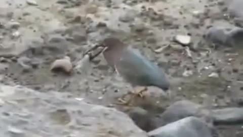 Amazing fishing by a sea bird.