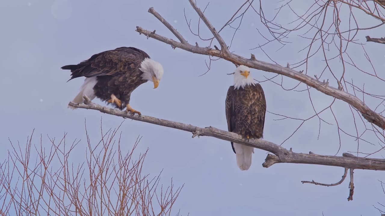 Eagle Mating Dance: Stunning Aerial Acrobatics for Love | Wildlife Discovery