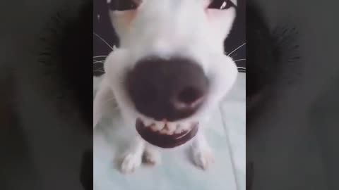 TOP 20 FUNNY ANIMAL VIDEOS FUNNY ANIMALS
