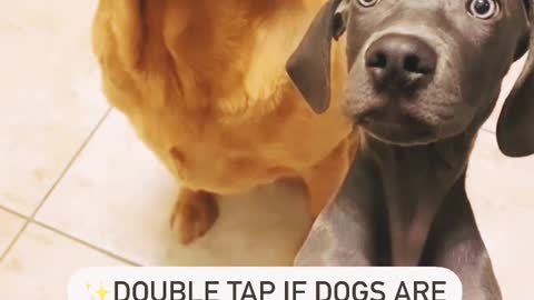 Funny dog prank videos 😀😜