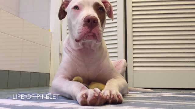 Cachorro de rescate cuida a sus patitos adoptivos