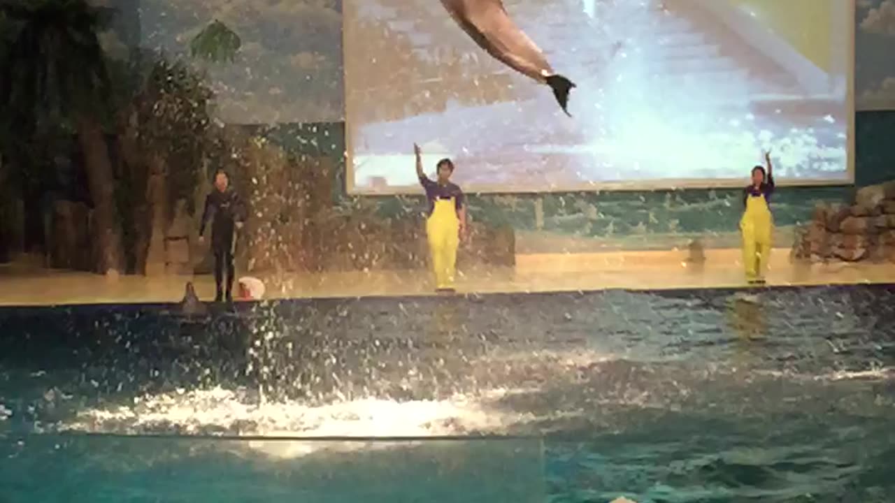 Great dolphin show~