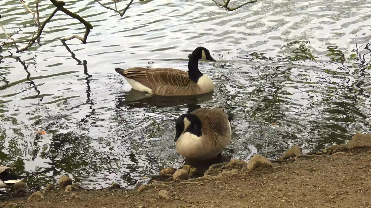 Calm Waters: Ducks Splash and Preen in a Peaceful Pond