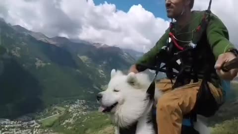 Take the dog to fly in the air, the expression is so cute and funny