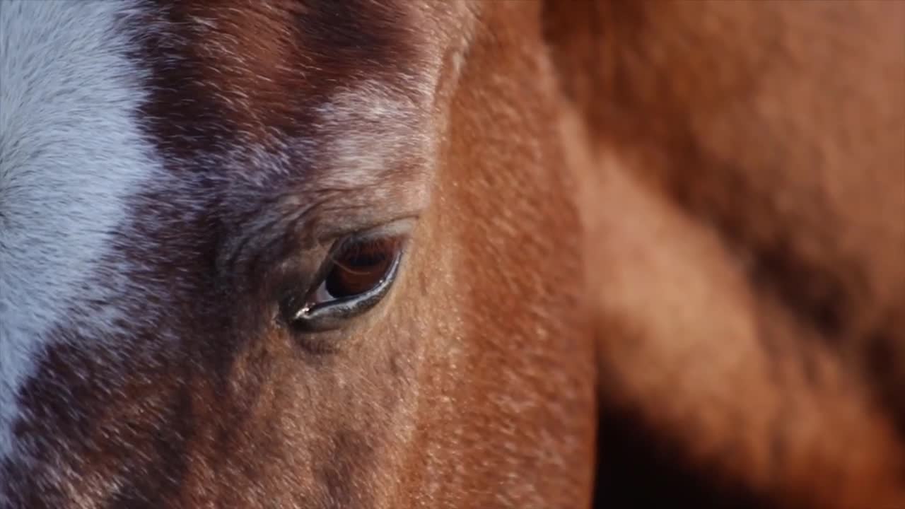 The eyes of the horses are beautiful
