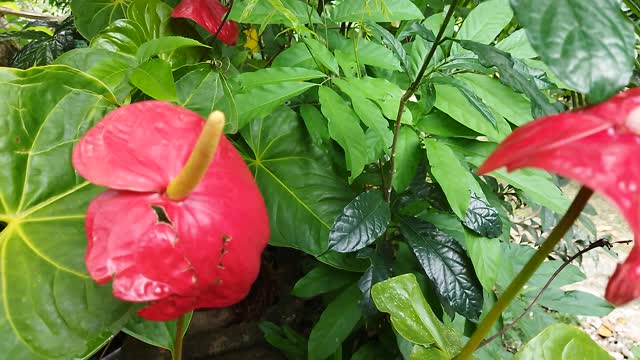 Red Anthurium