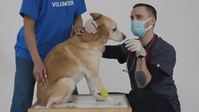 Man Checking on a Dog / Dog Protections