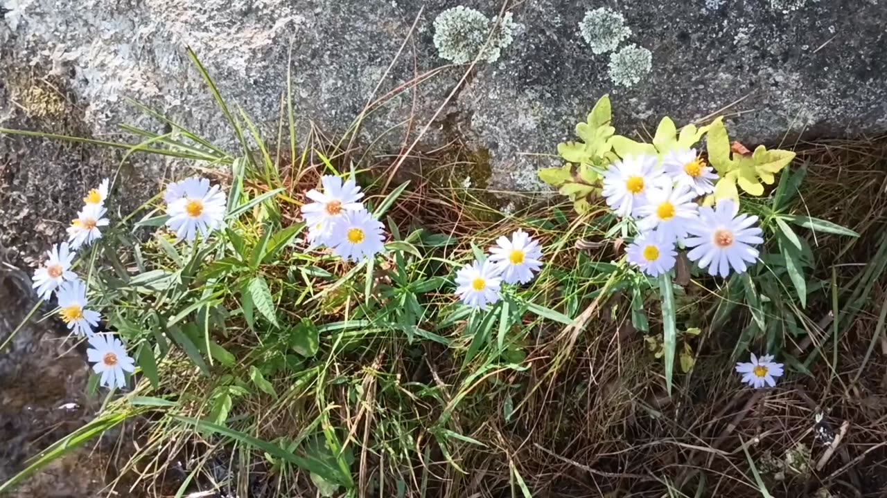 Aster