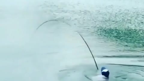 This is a beautiful and charming water-dwelling species