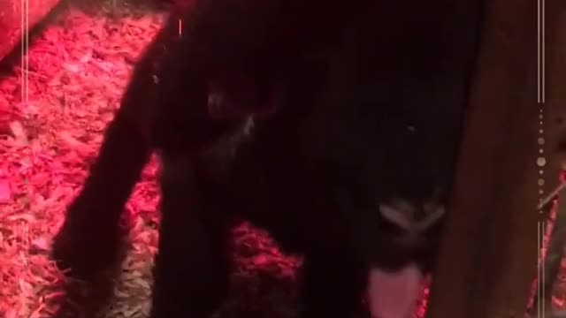 My present is already here lamb licks pole