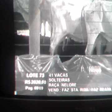 a vaca foi pro brejo mesmo pt1