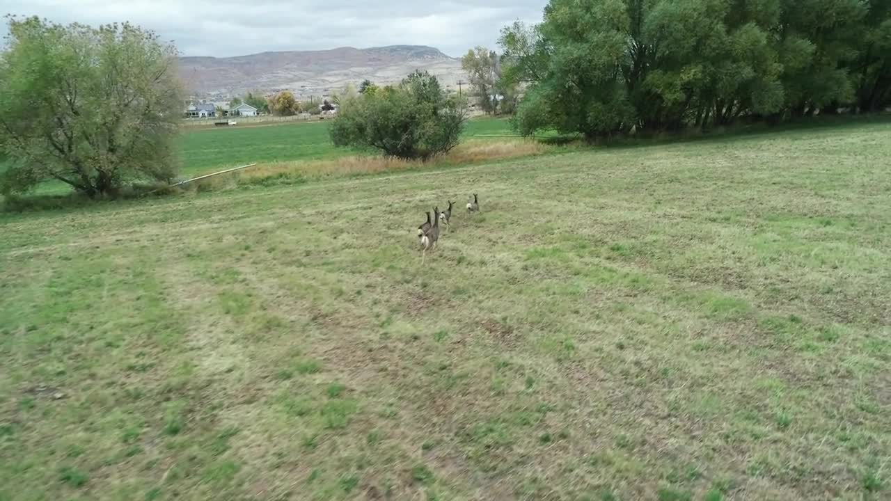 Slow Motion Aerial Shot Of Small Herd Of Deer Running Through Field