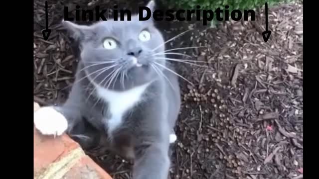 WTF you must watch this Funny cat :D :D