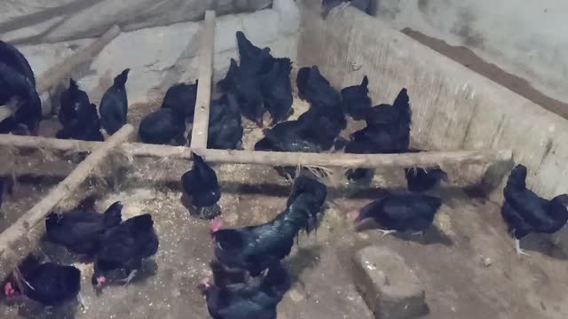 How to feed Hens. Hens Forming