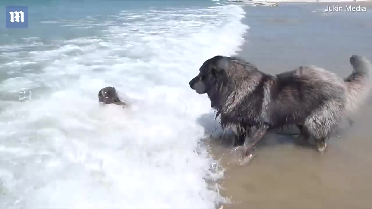 Cute second saint canine 'salvages' young lady who is playing in the ocean
