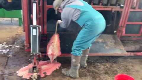 HUGE Abscess on Bull Lanced