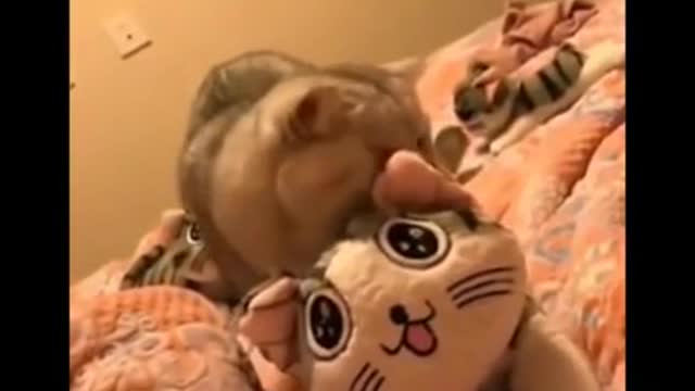 Funny animals with DOGS and CATS compilation #4