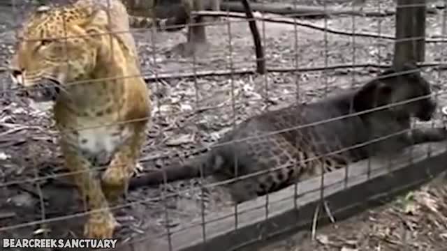 14 Scariest Hybrid Animals That Actually Exist!