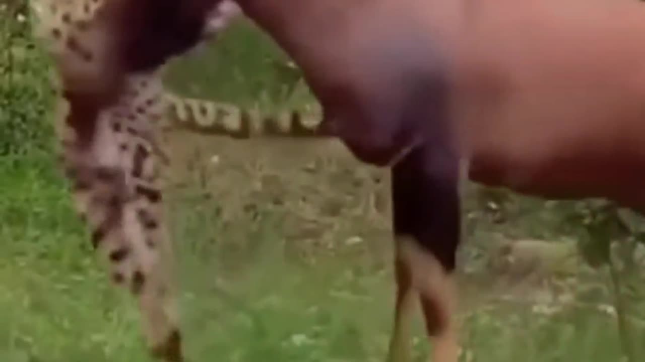 Deer Vs Cheetah 🐆 😳 😍