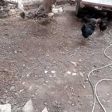 Chicks in the farm are afraid of rabbits