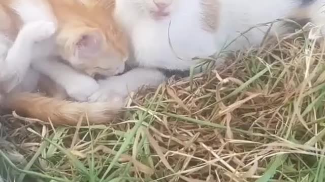 cute cats