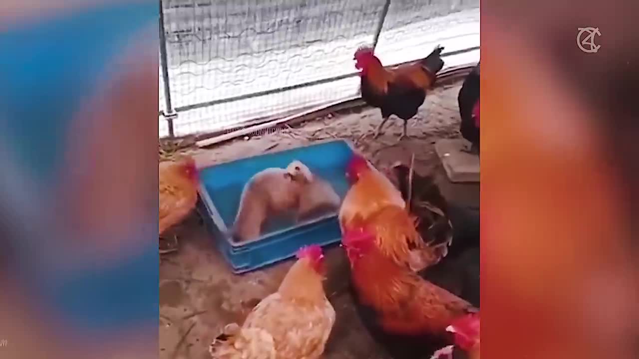 Best Funniest animals video 2022