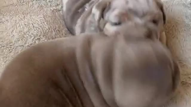 Best Funny Videos 2021 Try Not To Laugh ChallengTry Not To Laugh - Funny Videos 🤣😃😂