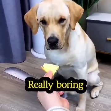 Funniest pets😁😁