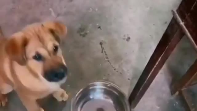 When the owner doesn't come to feed...