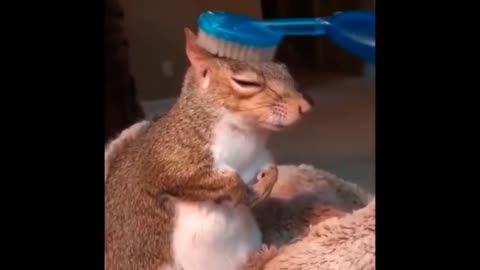cute squirrel 💕