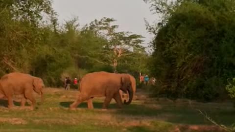 My village entry 4 elephant 🐘🐘🐘🐘