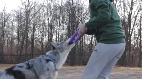 Dog playing with girl.