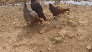 Baladi chicken