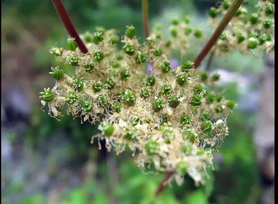 Ulmária ( Filipendula ulmaria ) serve para febre e enxaqueca