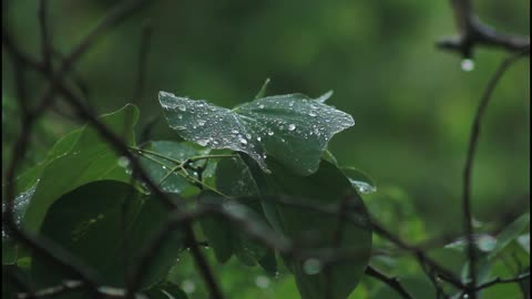 LIGHT RAIN IN THE LATE AFTERNOON