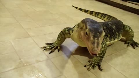 Large Asian Water Monitor Eating Chicken Legs