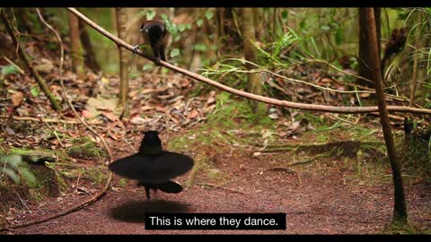 Bird of papua