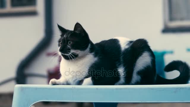 Vigilant Cat Sitting Outside On A Blue Table