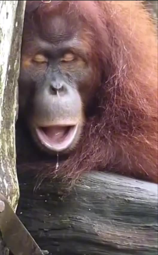 If Homer Simpson was an ape 🤣🤣