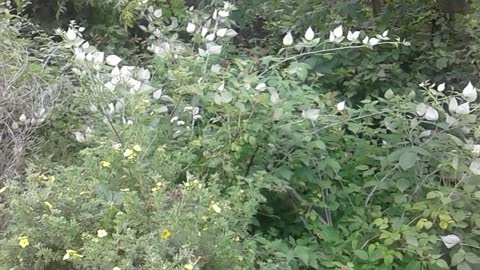 Wiatr i jeżyny/wind and blackberries