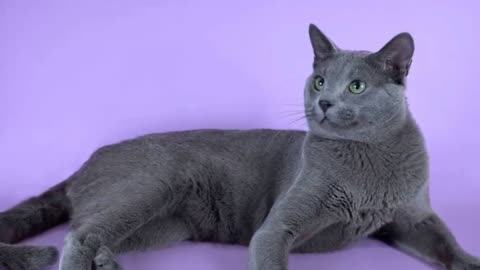 TOP 10 Most Loyal Cat Breeds In The World!
