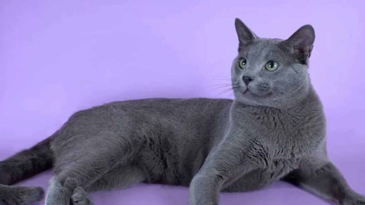 TOP 10 Most Loyal Cat Breeds In The World!